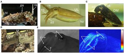 Dynamic Courtship Signals and Mate Preferences in Sepia plangon